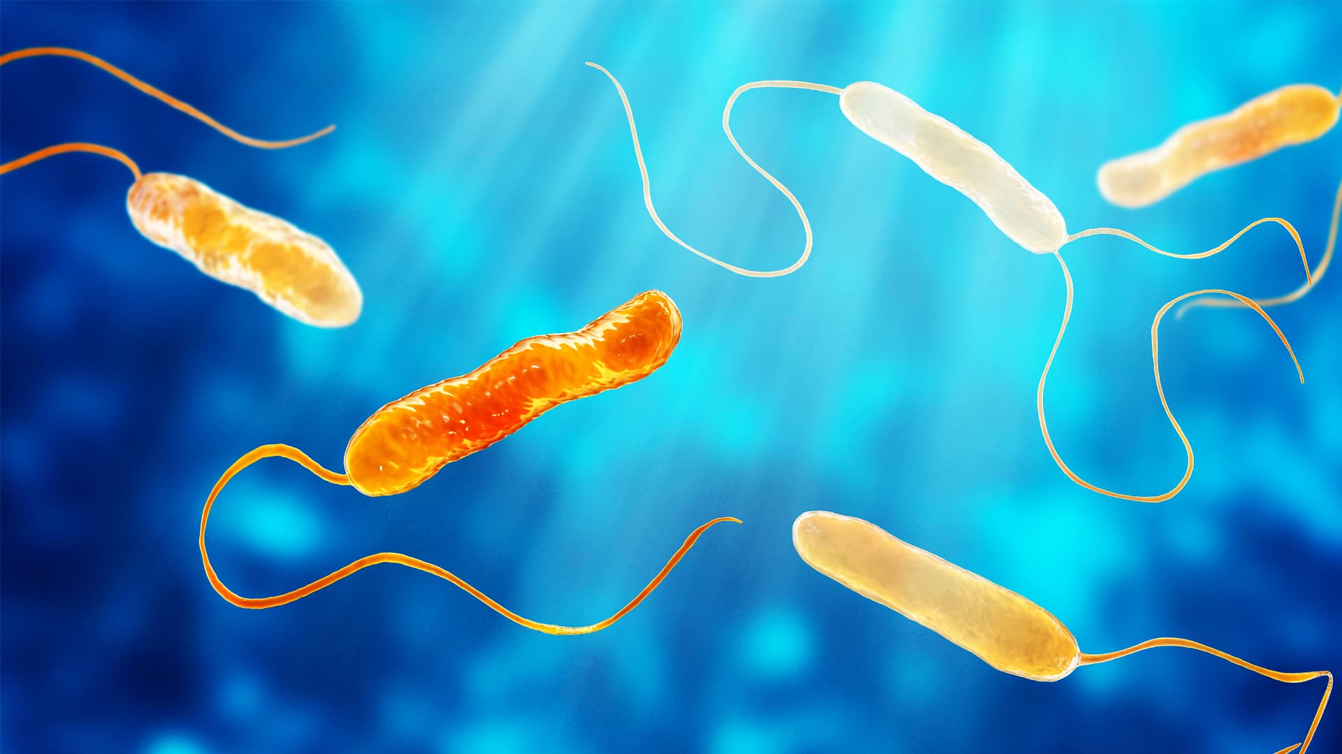 Polinucleótidos… Innovación terapéutica en el Síndrome Genitourinario de la Menopausia